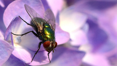 Schmeißfliege (18).jpg